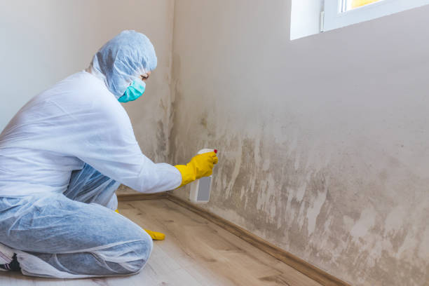 Licensed Mold Remediation service in Fairfield, IL - 24 Hour Mold Removal