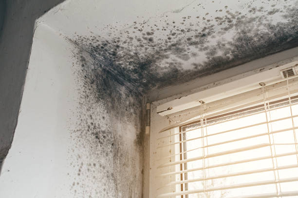 Affordable Mold Remediation solutions in Fairfield, IL